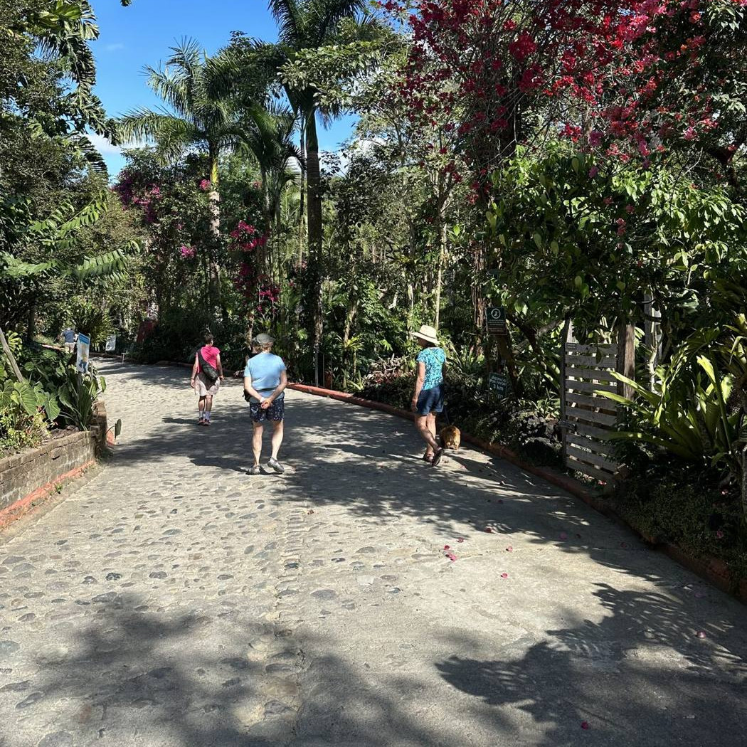 Visitors walking a garden path lined with bougainvillea