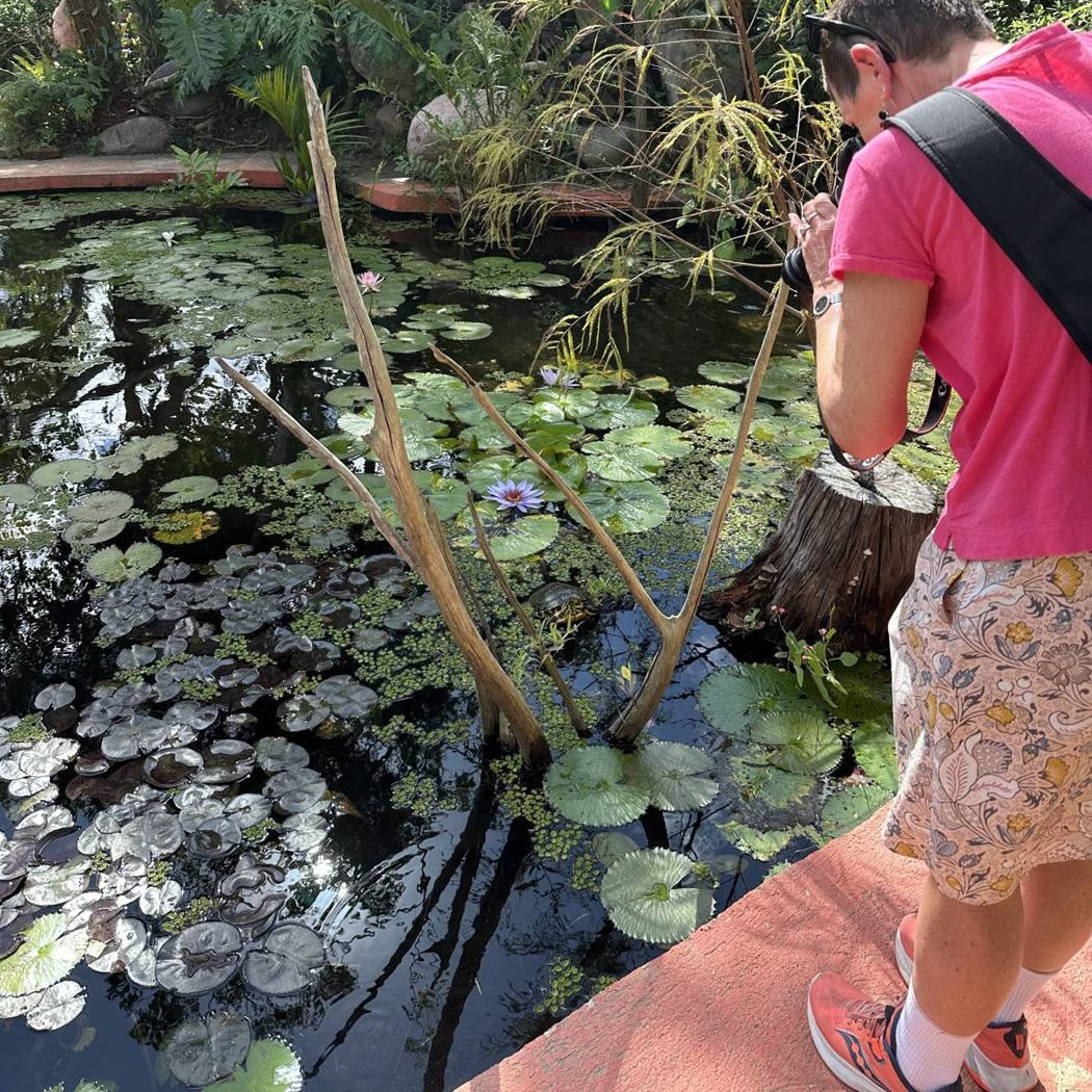 Water-lily pond in the Puerto Vallarta Botanical Gardens